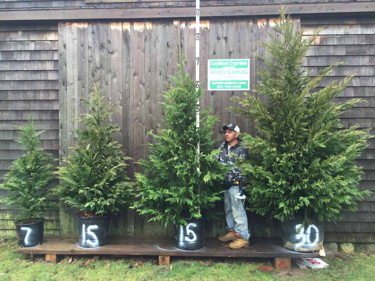 Planting Pricing Sizes