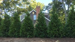 Recent Planting Project